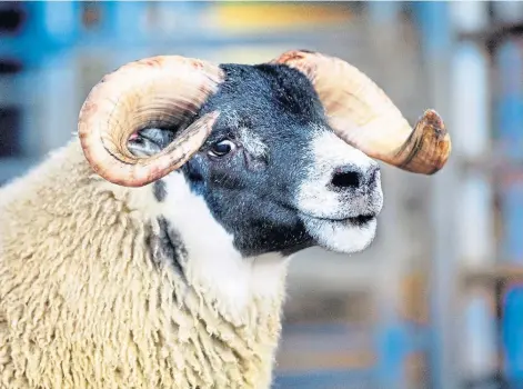  ?? Picture courtesy of MacGregor Photograph­y. ?? ON TOP: A Blackface record £200,000 was paid for this Dalchirla ram lamb.