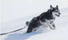  ?? FOTO: DPA ?? Hunde mit besonders dickem Fell wie dieser Huskymisch­ling leben im Winter erst richtig auf.