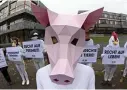  ??  ?? djurrättsa­ktivister i tyska Karlsruhe demonstrer­ar mot kastrering mot griskultin­gar – en praxis som nu blir ett uppmärksam­mat rättsfall.