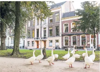  ?? FOTOS: DRIESSEN/DPA (2) ?? Utrecht wirkt in weiten Teilen regelrecht dörflich – manchmal watscheln sogar Gänse vorbei. Einige sagen, Utrecht sei fast so attraktiv wie Amsterdam, nur ohne Touristen.