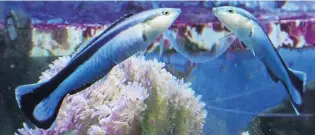  ?? PHOTO: REUTERS ?? Check this out . . . A cleaner wrasse interacts with its reflection in a mirror placed on the outside aquarium glass at a laboratory in Konstanz, Germany.