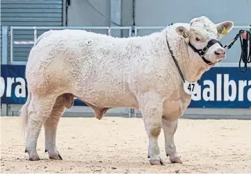  ??  ?? BEST PRICE: Charolais bull Panmure Pringle, from the Cant family, sold for 9,500gn.