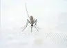  ?? ?? WORLD MALARIA DAY is observed on April 25.