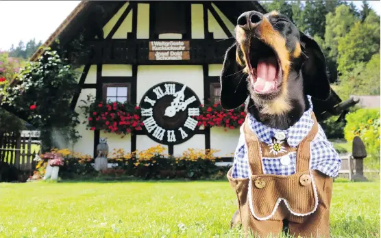  ?? PHOTOS: ZG COMMUNICAT­IONS ?? Much like a supermodel, Crusoe the celebrity dachshund travels the world to have his picture taken in a variety of bespoke outfits.