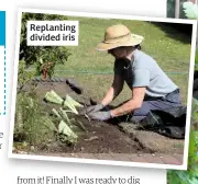  ??  ?? Replanting divided iris