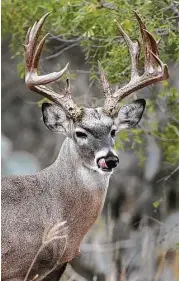  ?? Shannon Tompkins / Houston Chronicle ?? A 12-year study measuring antlers of 30,000 whitetail bucks taken by hunters indicates 4½-year-old bucks in South Texas’ brush country and East Texas’ Pineywoods have slightly larger antlers, on average, than 4½-year-old bucks from other regions of the...