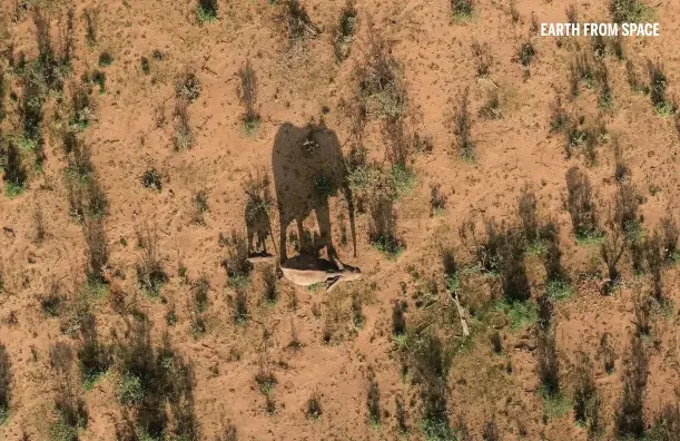  ??  ?? Above left: satellite images taken from over 600km above the Earth capture a herd of elephants at Buffalo Springs National Park in Kenya. Above: drones are able to get a closer look. Below left: chimps in Tanzania benefit from forest recovery. Below: rain spotted via satellite saved elephants in Samburu National Reserve from a severe drought.