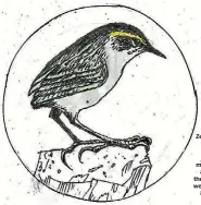  ?? BOB BROCKIE ?? A New Zealand rock wren. Theyevolve­d about 80 million yearsago, before the dinosaurs went extinct.