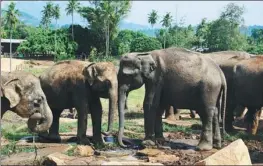  ??  ?? From top: At Negombo’s fish markets,fish are arranged in an orderly manner on straw mats along the beach to be dried; a monkey at Sigiriya, or lion rock, a fortress complex built by King Kashyapa during the 5th century; elephants play with each other...