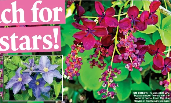  ??  ?? SO SWEET: The chocolate vine boasts maroon flowers with the scent of cocoa. Inset: The blue flowers of Fujimusume clematis