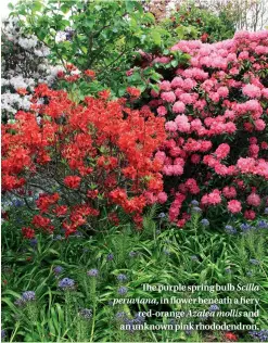  ??  ?? The purple spring bulb Scilla peruviana, in flower beneath a fiery red-orange Azalea mollis and an unknown pink rhododendr­on.