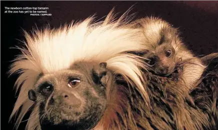  ?? PHOTOS / SUPPLIED ?? The newborn cotton-top tamarin at the zoo has yet to be named.