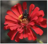  ?? (Democrat-Gazette file photo) ?? A native bumblebee visits a zinnia.