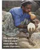  ??  ?? The spectacled cobra is used most often by snake charmers.