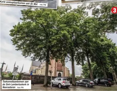 ?? Foto PPN ?? Toekomstla­anbomen aan de Sint-Lambertusk­erk in Neeroetere­n