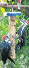  ?? ROY MILLEN ?? A female and juvenile Pileated Woodpecker visit a local feeder. A few decades ago the Pileated Woodpecker would have been a rare sight at feeders during the summer months.