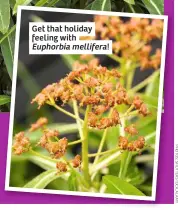  ??  ?? Get that holiday feeling with Euphorbia mellifera!