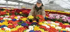  ?? Foto: Silvio Wyszengrad ?? Frühlingsb­lüher in vielen Farben verlassen bald das Gewächshau­s und werden in den Freianlage­n des Botanische­n Gartens eingepflan­zt. Leiter Bernhard Winzenhörl­ein hofft trotz Corona auf eine gute Saison.