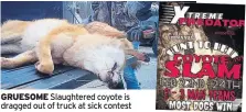  ??  ?? GRUESOME Slaughtere­d coyote is dragged out of truck at sick contest