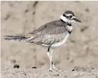  ?? BRUCE DI LABIO PHOTO ?? The Killdeer is one of our most common nesting shorebirds in eastern Ontario. It is easily recognized by its two breast bands.