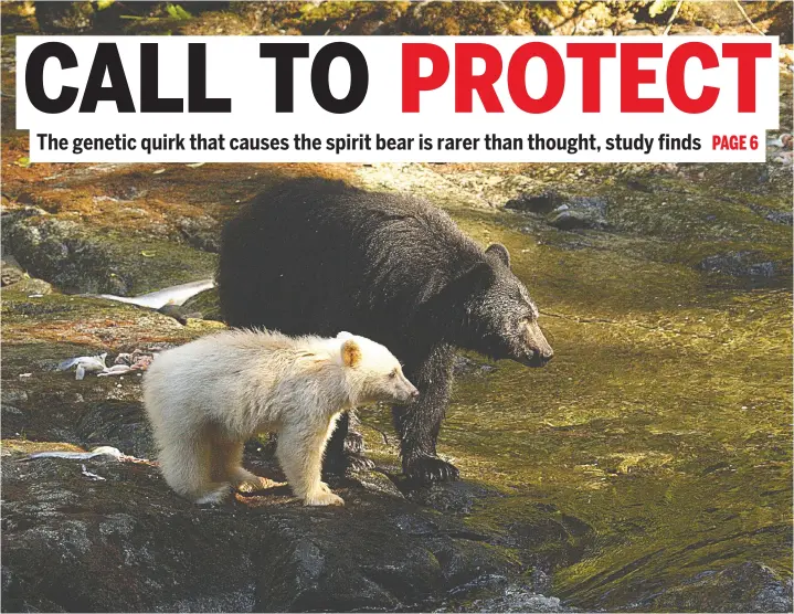  ?? — DOUG NEASLOSS ?? A spirit bear cub with its black bear mother. Spirit bear colouratio­n requires a genetic variation to be carried by both parents.