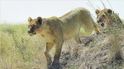  ?? RICK KEIR ?? A lioness spots a Thomson’s gazelle on the Serengeti savannah and begins her hunt. She returned a few minutes later, empty-handed.