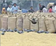  ?? HT FILE ?? There has been a 25% dip in the quantity of paddy purchased (99 lakh tonne) till October 31 this year in the state against 135 lakh tonne over the correspond­ing period last year