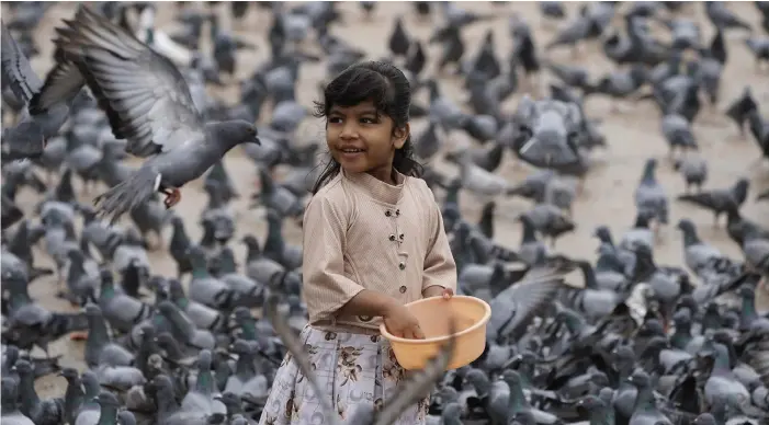  ?? BILD: MAHESH KUMAR A ?? En flicka matar stadsduvor i Hyderabad, Indien. Stadsduvan är en synnerlige­n framgångsr­ik fågelart.