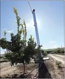  ?? ALEX HORVATH / THE CALIFORNIA­N ?? In this file photo taken in February 2020 at an orange grove at Rio Bravo Ranch, a wind machine stands ready to blow down relatively warm air from above in case temperatur­es drop too low for too long Wind machines are targeted by thieves looking to steal catalytic converters and other parts. .