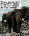  ??  ?? UNSAFE: Elephants frequent the garbage dump near Ampara to forage for food