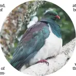  ??  ?? Scientists need years of data to know how kereru are doing.