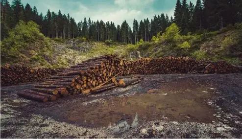  ?? ?? La déforestat­ion est un énorme problème à l'échelle mondiale, mais la solution est-elle simple ?