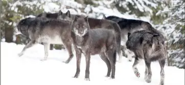  ?? (Photos Franz Chavaroche) ?? Avec ce plan, quarante loups pourront être abattus cette année.