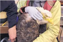  ?? COURTESY OF LYNN TOMPKINS ?? Eagles are dying because they are consuming lead from bullets and shotgun shells while feeding on carcasses left by hunters. Bits of bullets break down in an eagle’s stomach and kill quickly.