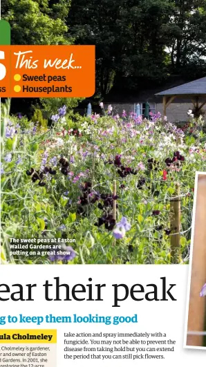  ??  ?? The sweet peas at Easton Walled Gardens are pu ing on a great show