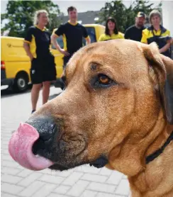  ?? Foto: dpa/Stefan Sauer ?? Hundetrain­ing für Postboten in Greifswald