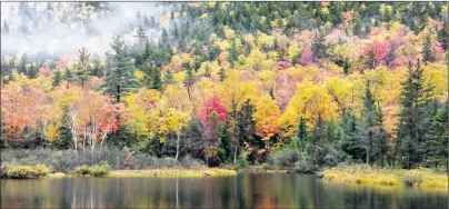  ?? STANLEY ZIMNY/FLICKR ?? New England fall foliage.