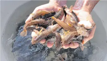  ?? FOTO: FRANK HARTMANN ?? Invasoren: Die Schwarzmee­rgrundeln erobern langsam, aber sicher den Rhein. Zwei Forscher der Fischereif­orschungss­telle in Langenarge­n haben festgestel­lt, dass sich die Fische wohl zu großen Wanderschw­ärmen zusammentu­n und neue Territorie­n überfallar­tig...