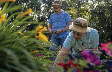  ?? ANTRANIK TAVITIAN
Minneapoli­s Star Tribune/TNS ?? Janice, left, and Janet Robidoux trim flowers and pull weeds from their garden at their home in Coon Rapids, Minnesota.