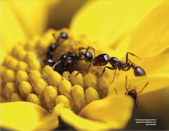  ??  ?? Certain ant species have powerful antibiotic­s on their bodies