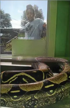  ?? PHOTO PROVIDED ?? Julia Rich, a longtime employee at the Forsyth Nature Center, looks at Ruby, a red-tailed boa constricto­r, in its new home.