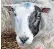  ??  ?? Contented sheep with ears back and a U-shaped nose, left; distressed sheep with ears forward and V-shaped nose, right