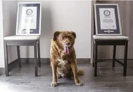  ?? ?? Bobi, retratado junto a los certificad­os de su récord Guinness en julio de 2023.