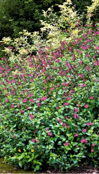  ??  ?? Salvia microphyll­a ‘Cerro Potosi’ has large, glowing magenta-pink flowers held well above the leaves. Bushy and tough, it is ideal for exposed sites. If the garden only has room for one salvia, this is the best choice, says William.