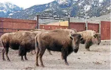  ?? [THE ASSOCIATED PRESS FILE PHOTO] ?? Yellowston­e National Park bison await shipment to slaughter last March inside a holding pen along the park’s northern border near Gardiner, Mont. Montana Gov. Steve Bullock has blocked the impending slaughter of hundreds of Yellowston­e National Park...