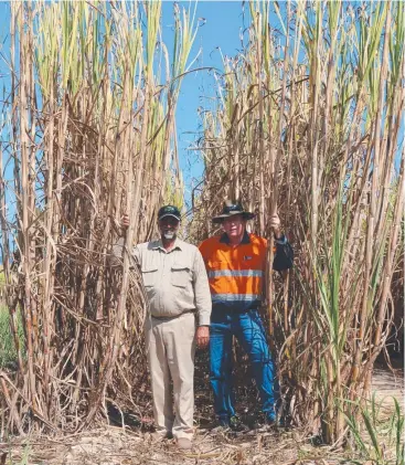  ??  ?? SWEETENER: Tully grower David Singh with Tully Sugar Cane productivi­ty manager Greg Shannon. They are both part of the Tully Variety Management Group.