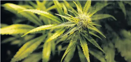  ??  ?? > Cannabis is illegal – but researcher­s suggest it has therapeuti­c properties