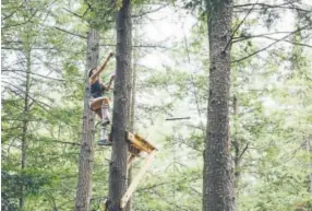  ??  ?? A woman scales a tree at Camp No Counselors, which will have two sessions in Colorado in August and September.