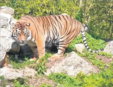  ??  ?? Tigress Indah has had to be put down at Howletts Wild Animal Park