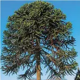  ??  ?? Joke name: Monkey puzzle tree